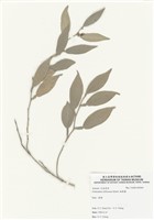 藏品(柚葉藤)的圖片